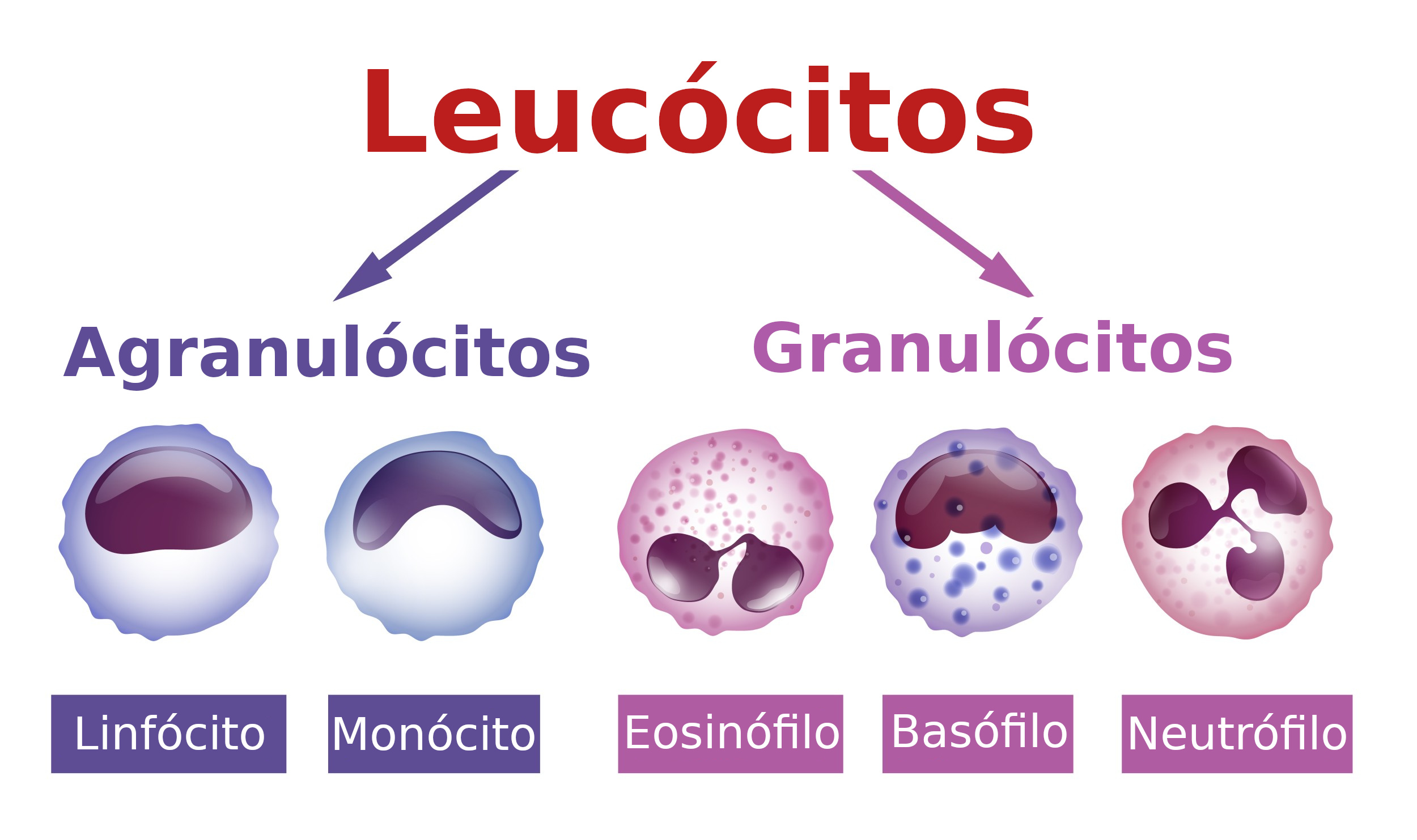 Leucograma - análise dos leucócitos do sangue - InfoEscola