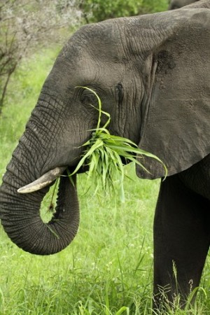 Elefante é um exemplo de animal herbívoro. Foto: Debbie Aird Photography / Shutterstock.com