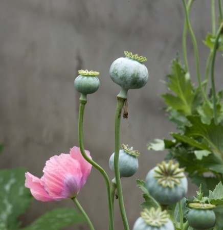 Papaver somniferum, de onde o Ópio é obtido. Foto: df028 / Shutterstock.com