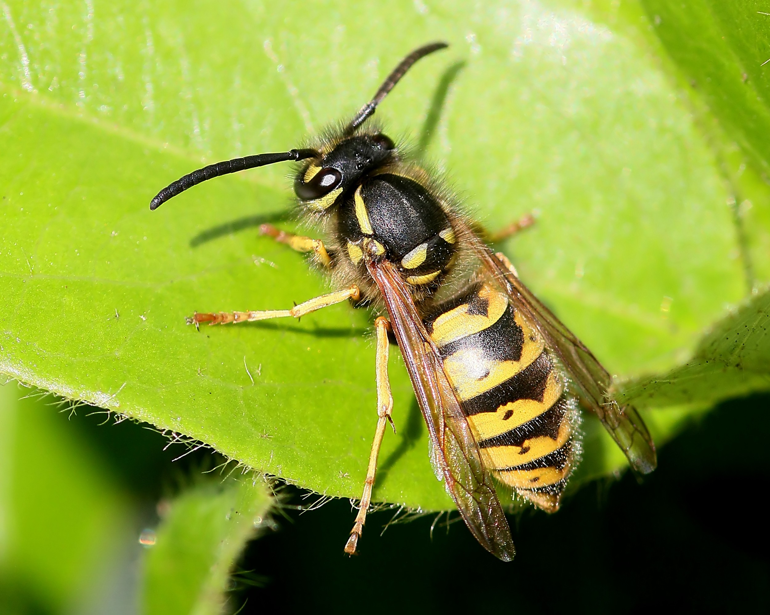 Biologia dos Insetos: Hymenoptera