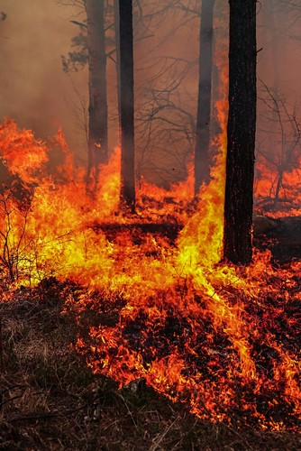 Foto de um incêndio florestal.