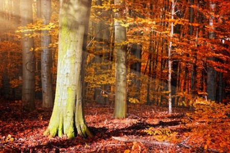 As folhas das árvores caem no outono. Foto: Sunny Forest / Shutterstock.com