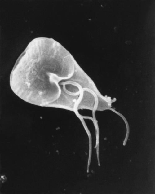 Giardia lamblia. Foto: Janice Haney Carr / CDC