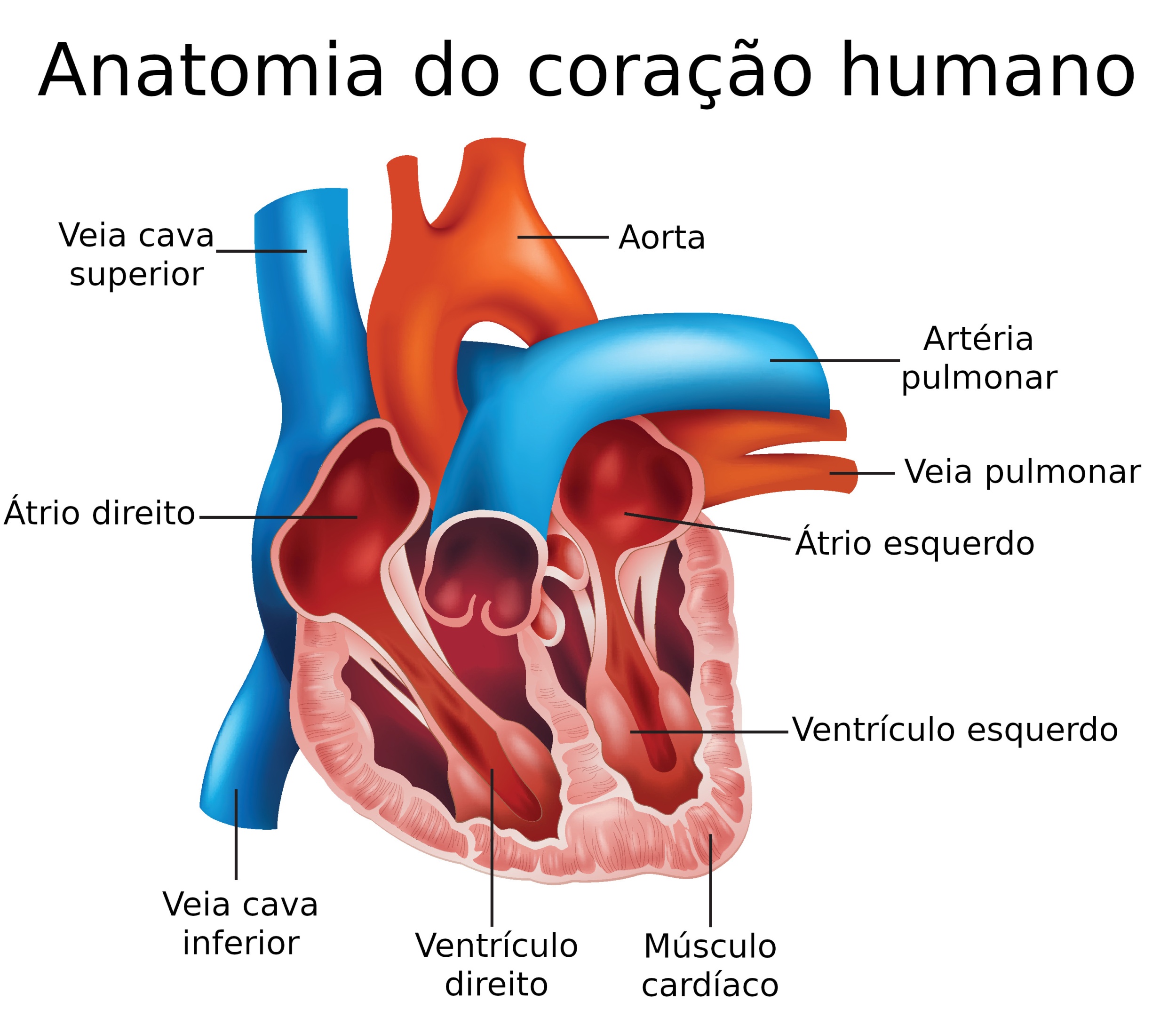 ANATOMIA DO CORAÇÃO Quiz