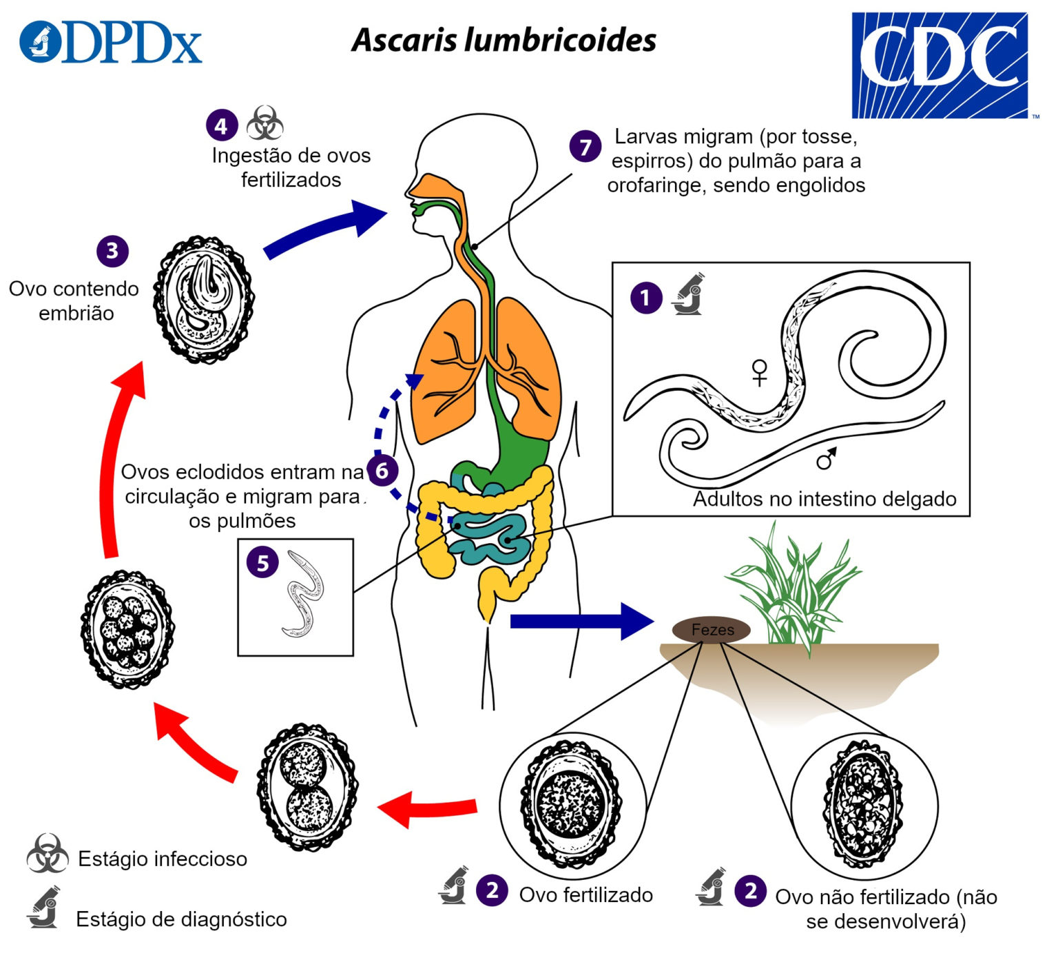 ascarid-ase-causas-sintomas-tratamento-doen-as-infoescola
