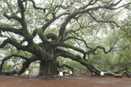 Angel Oak, um carvalho de aproximadamente 1400 anos localizado na Carolina do Sul, EUA. Foto: Lynn Whitt / Shutterstock.com