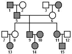 Genealogia