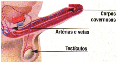 Órgãos do sistema reprodutor masculino: Anatomia, função