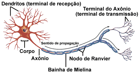 neuronio