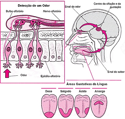 Anatomia e fisiologia da boca