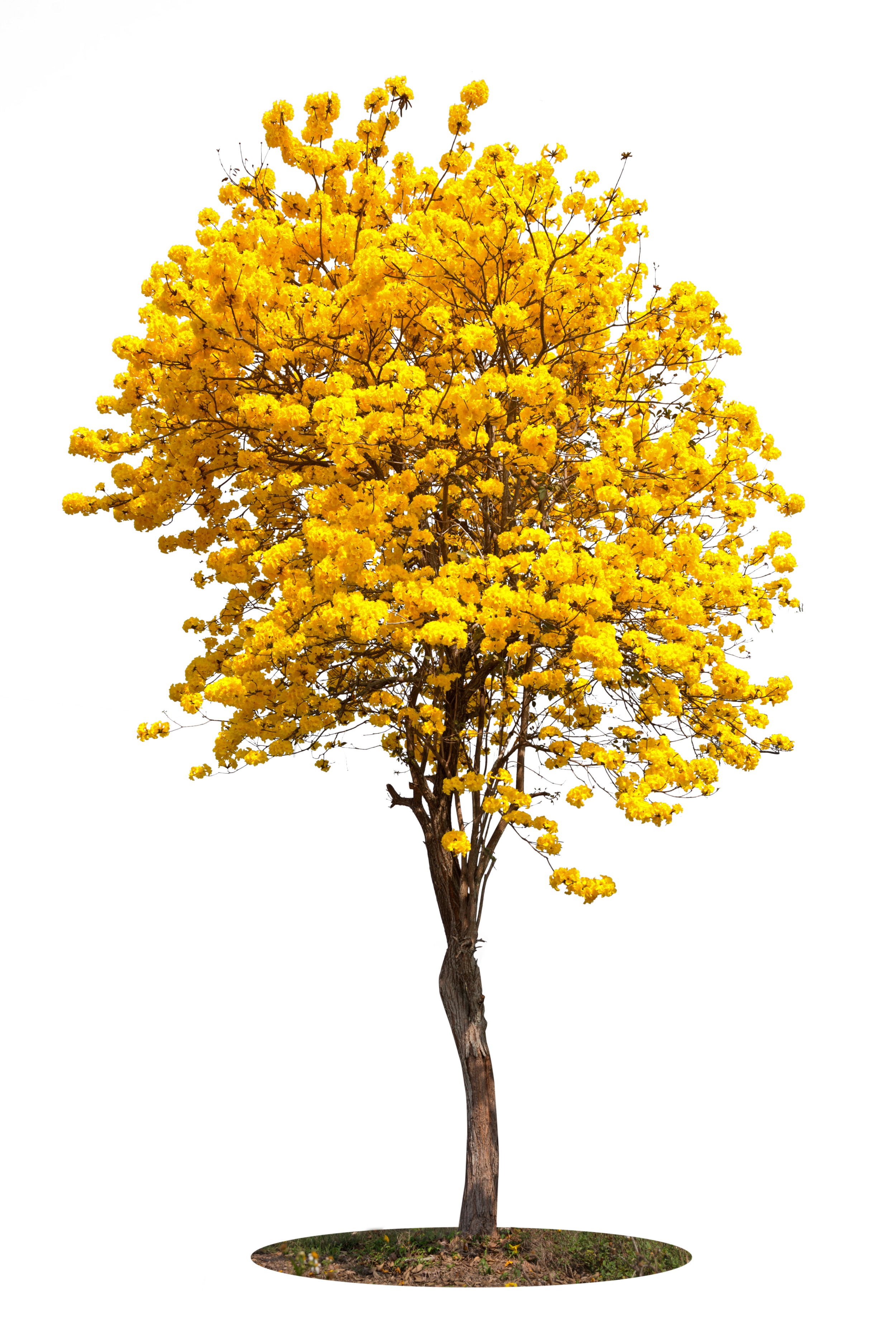 Ipê - árvore Ipê-amarelo, ipê-roxo e outras variedades - InfoEscola
