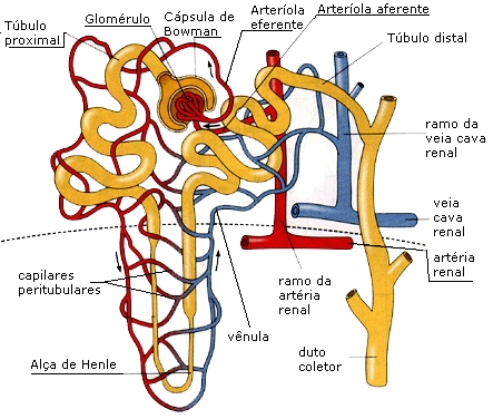 partes de um néfron - sistema excretor