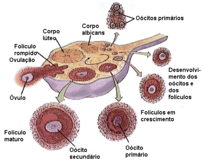 Aparelho reprodutor feminino de serpente, evidenciando os ovários