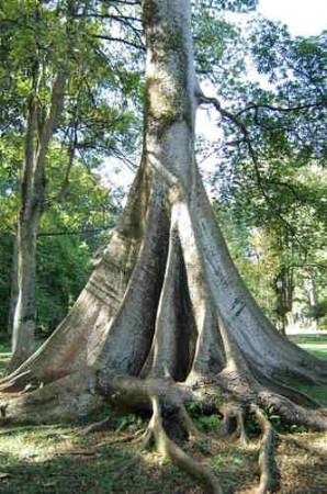 Raiz tubular ou sapopema. Foto: Frank B Yuwono / Shutterstock.com