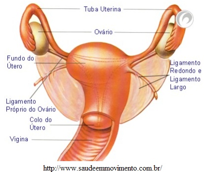 Aparelho reprodutor feminino de serpente, evidenciando os ovários