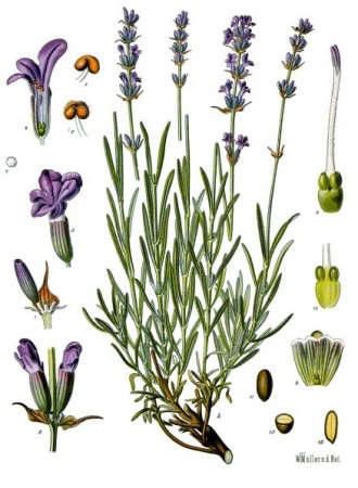 Lavandula angustifolia. Ilustração: Franz Eugen Köhler, Köhler's Medizinal-Pflanzen [Public domain], via Wikimedia Commons