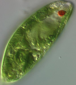 Euglena sanguinia. Foto: NOAA