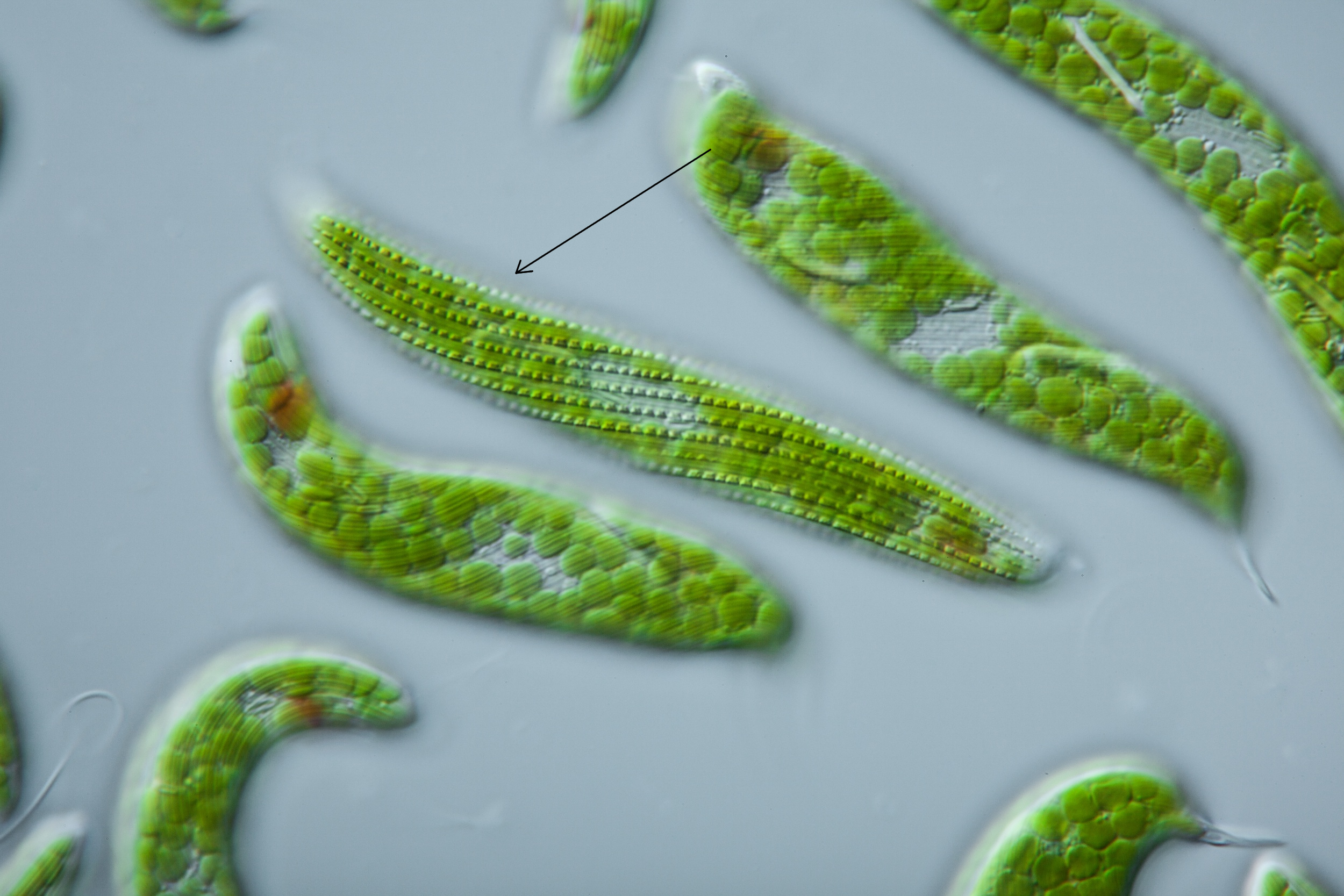 Спирогира одноклеточная. Euglena Spirogyra. Эвглена водоросль. Эвгленовые водоросли (Euglenophyta). Эвглена зеленая водоросль.