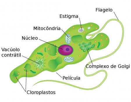 Estrutura básica das euglenófitas. Ilustração: snapgalleria / Shutterstock.com [adaptado]