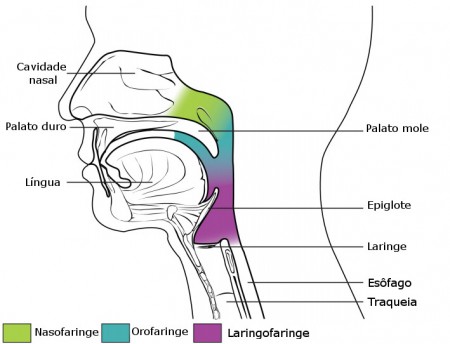 Anatomia da Faringe. Ilustração: OpenStax College [CC-BY 3.0] / via CNX.org