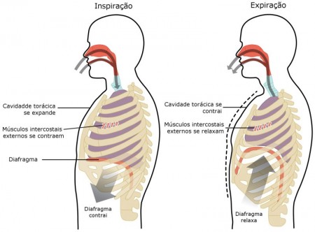 Movimentos de inspiração e expiração. Ilustração: OpenStax College [CC-BY-3.0 (http://creativecommons.org/licenses/by/3.0)], via Wikimedia Commons