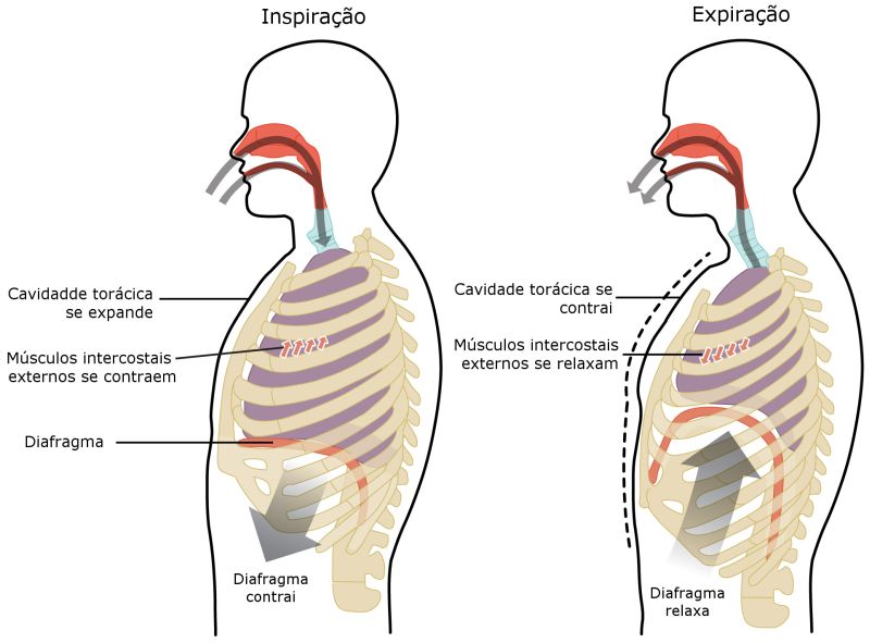 Movimentos de inspiração e expiração. Ilustração: OpenStax College [CC-BY-3.0 (http://creativecommons.org/licenses/by/3.0)], via Wikimedia Commons