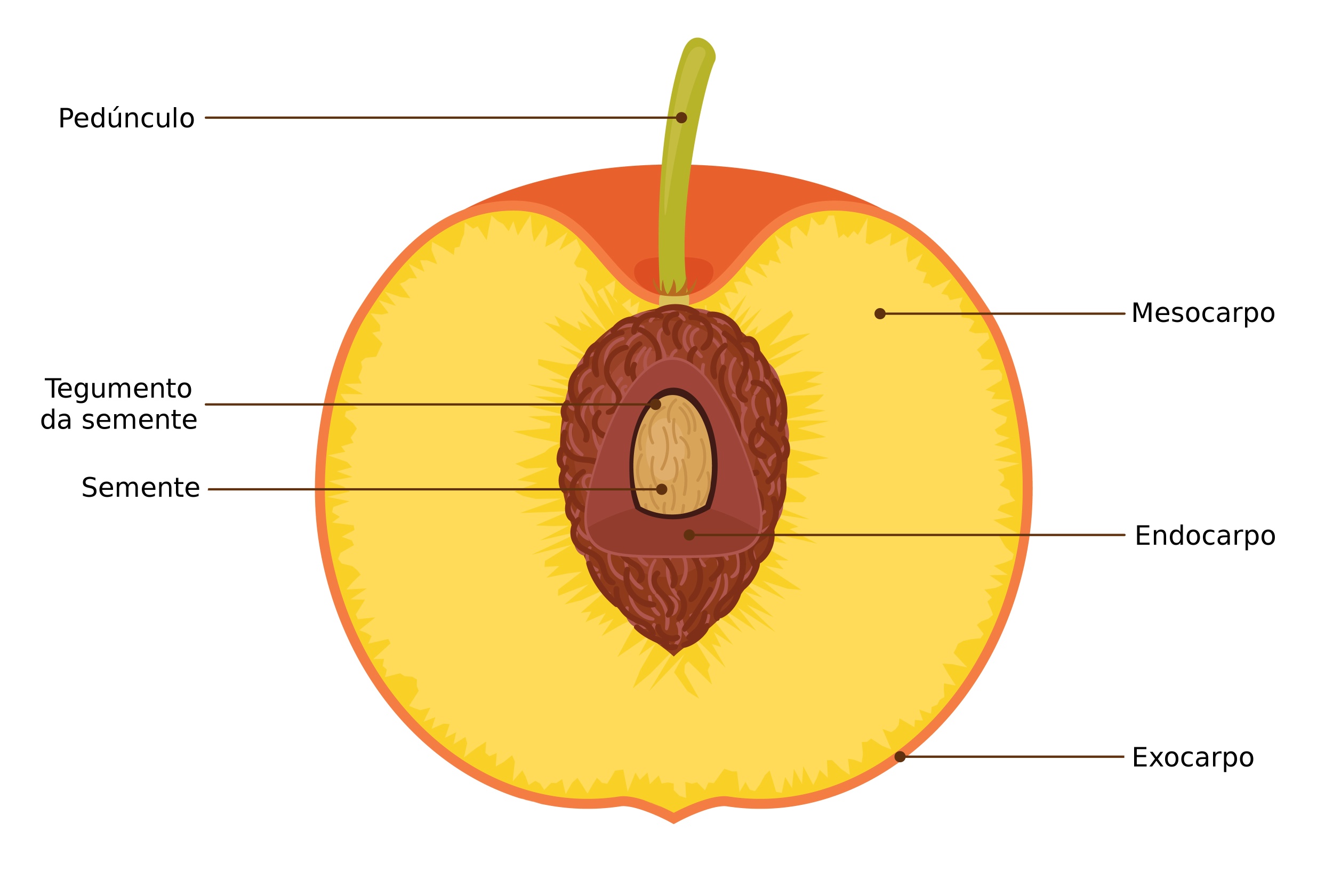 Organologia Vegetal II - Biologia Enem - Veja Flor, Fruto e Semente.