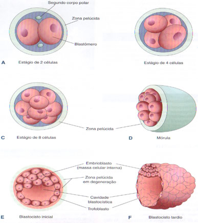O que é clivagem? - Elo Medicina Reprodutiva