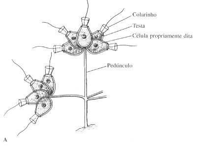 Estrutura dos Coanoflagelados