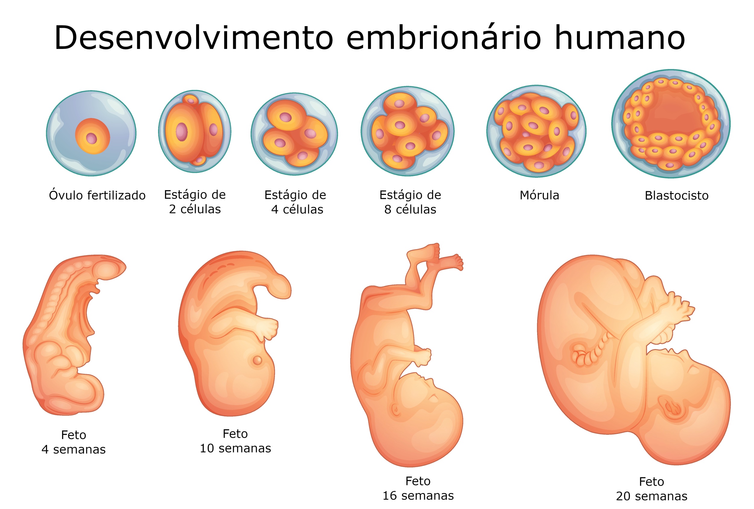 Desenvolvimento Embrionário Humano - Embriologia e Biologia - InfoEscola