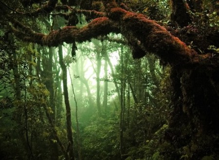 Floresta tropical úmida. Foto: Eky Studio / Shutterstock.com