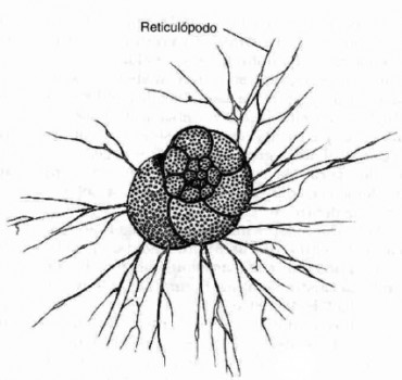 foraminifero2