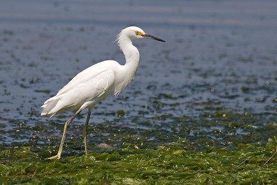 Garça (Egretta thula) é uma das aves que habitam os estuários. Foto: Adam Kumiszcza (CC-BY-SA-3.0), via Wikimedia Commons