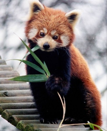 Panda-vermelho (Ailurus fulgens) mamífero arborícola que pertence à família Ursidae e que vive nos Himalaias e no sul da China, nas florestas temperadas de altitude. (Foto: Brunswyk / Wikimedia / CC 3.0)