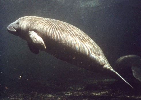 Peixe-boi é um mamífero que habita o ecossistema estuário.