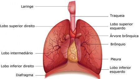 Anatomia dos Pulmões. Ilustração: BlueRingMedia / Shutterstock.com [adaptado]