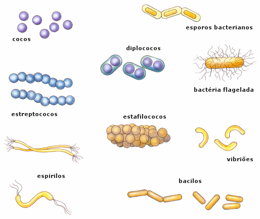 Classificação das bactérias no Reino Monera.