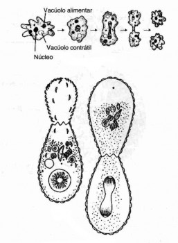 reproducao protozoarios ameboides