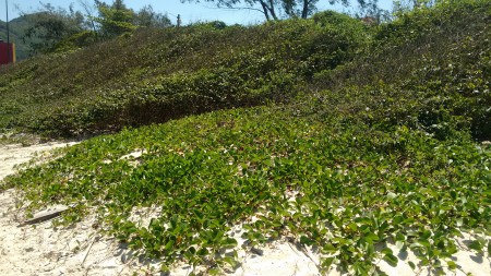 Área de restinga em uma praia. Foto: Lucas Martins / InfoEscola 