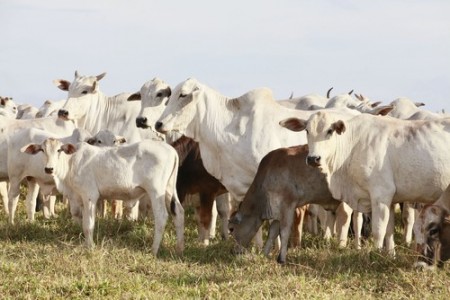 Foto: casadaphoto / Shutterstock.com