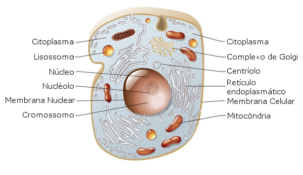 Citoplasma: definição, nos eucariontes, funções - Brasil Escola