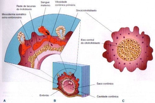 corion