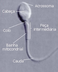 espermatozoide