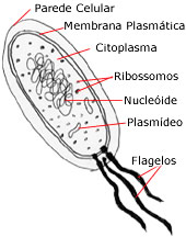 Algumas estruturas presentes em bactérias.