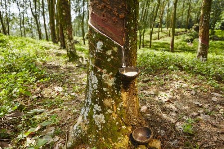 Extração de Látex. Foto: Jaromir Chalabala / Shutterstock.com