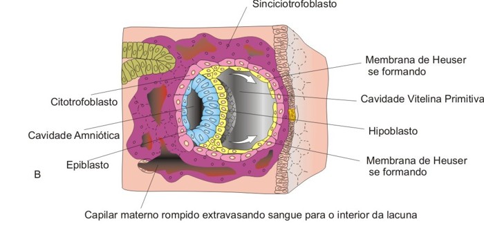 formacao cavidade amniotica