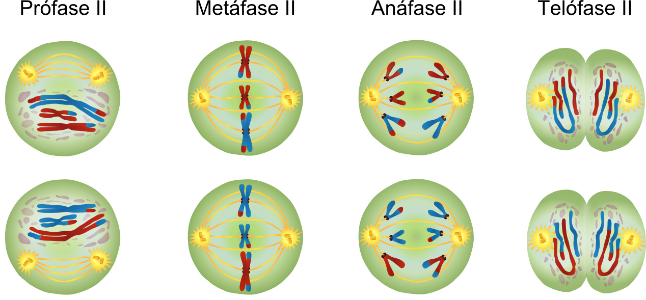 Divisão celular - Biologia - InfoEscola