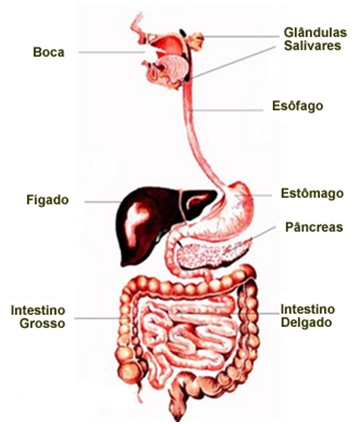 Resultado de imagem para SISTEMAS HUMANOS