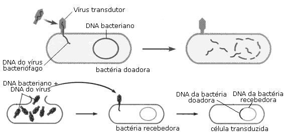 Transdução bacteriana