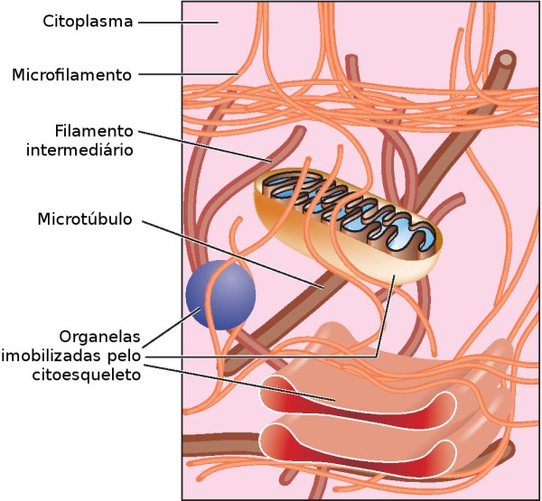 O citoesqueleto mantém a forma da célula e segura as organelas em suas posições. Ilustração: Blamb / Shutterstock.com